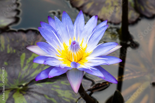 Blue Egyptian Lotus with background leaves, Nymphaea nouchali var. caerulea, in Ngong Ping Village, adjacent to the Tian Tan Buddha and Po Lin Monastery, on Lantau Island, Hong Kong