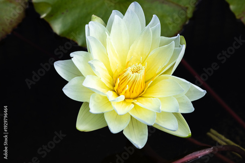American White Water-lily, Nymphaea odorata, in Ngong Ping Village, adjacent to the Tian Tan Buddha and Po Lin Monastery, on Lantau Island, Hong Kong