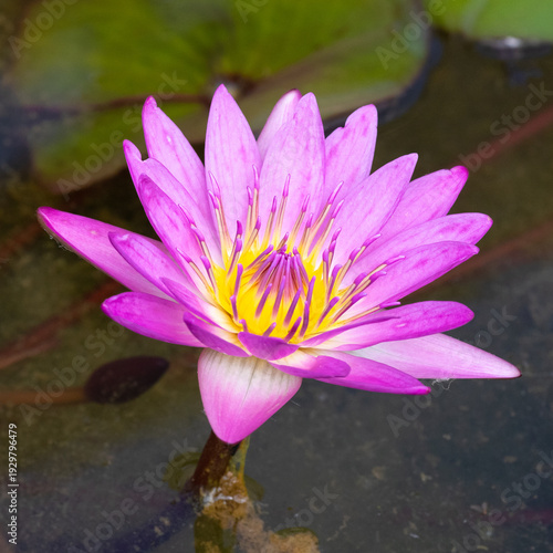Deep pink Egyptian Lotus, Nymphaea nouchali var. caerulea, in Ngong Ping Village, adjacent to the Tian Tan Buddha and Po Lin Monastery, on Lantau Island, Hong Kong