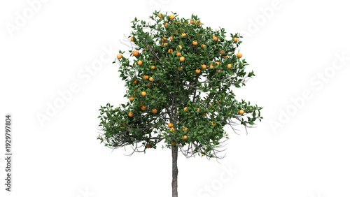 Lush Orange Tree Bearing Abundant Citrus Fruits