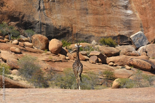 Foto Afrikanische Steppengiraffe (giraffa camelopardalis) in der Steinlandschaft des