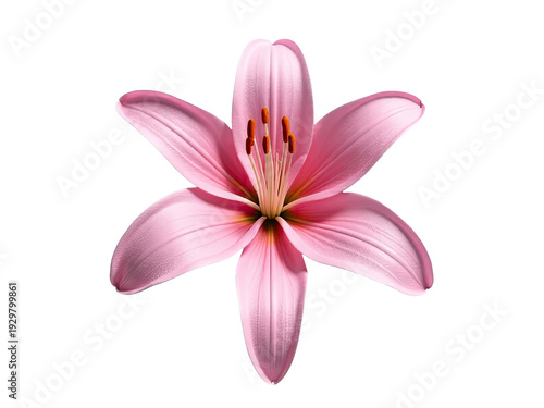 A single pink flower on a white background