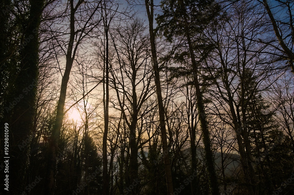 Naklejka premium wald
