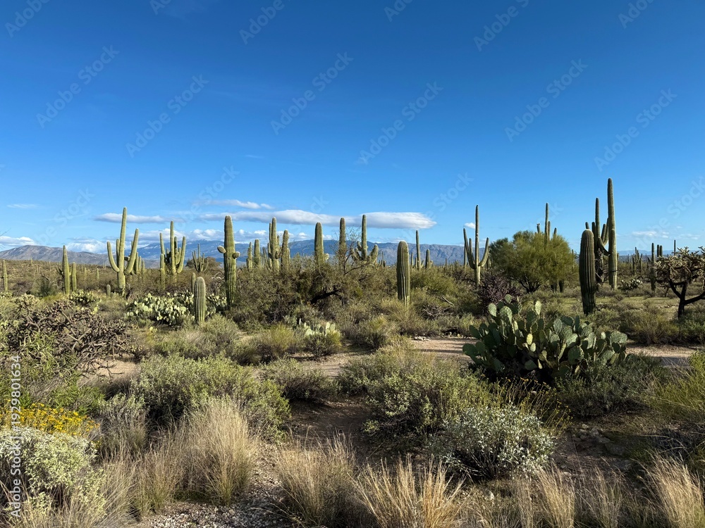 Fototapeta premium Sonoran Desert panorama with snow-capped mountains, Arizona