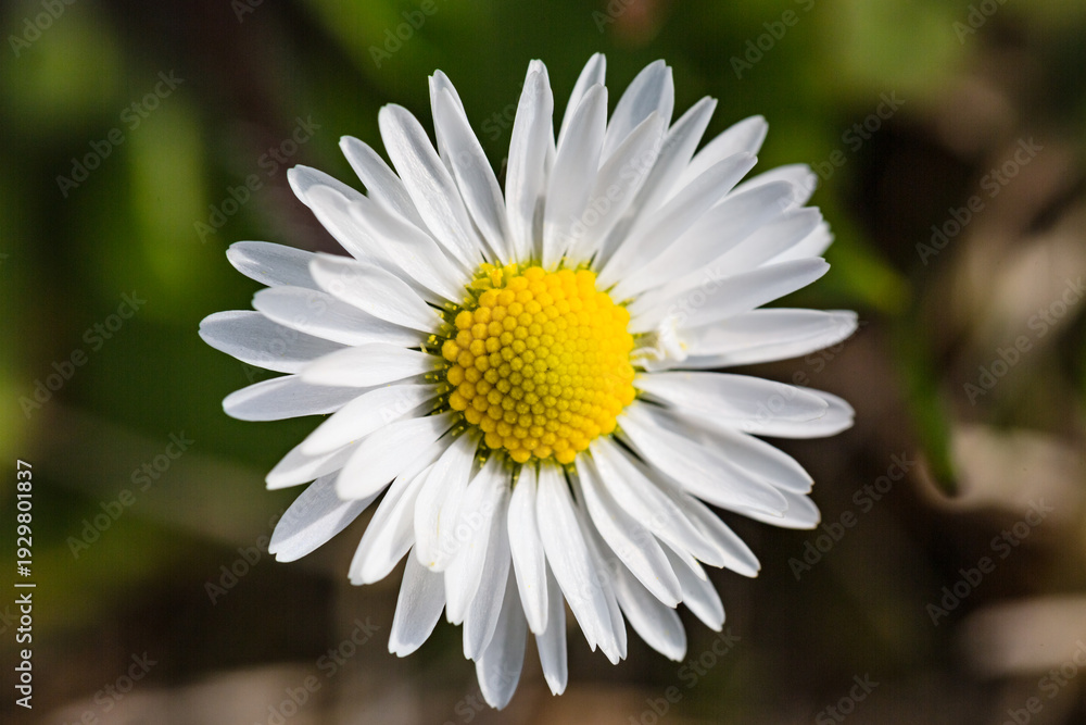 Fototapeta premium Macro Close-Up of a White Daisy Flower in Bloom