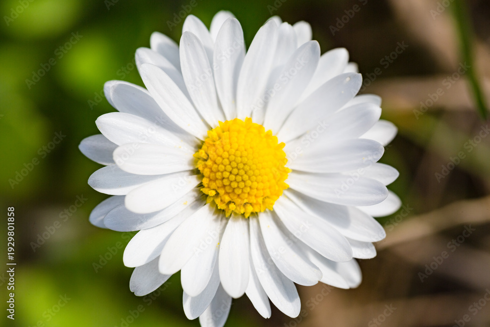 Fototapeta premium Macro Close-Up of a White Daisy Flower in Bloom