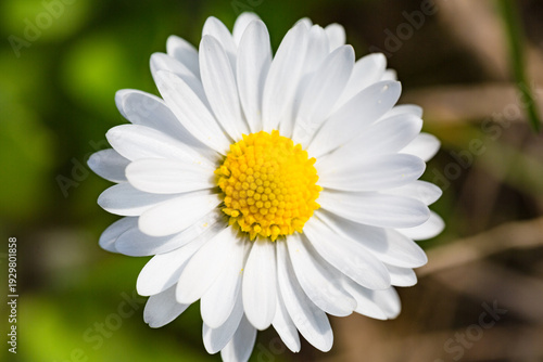 Wallpaper Mural Macro Close-Up of a White Daisy Flower in Bloom Torontodigital.ca