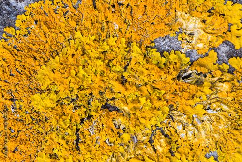 Wallpaper Mural Vibrant Yellow Xanthoria Lichen Texture on Stone Torontodigital.ca