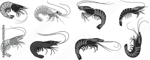 Shrimp Illustrations in Various Shades prawn seafood