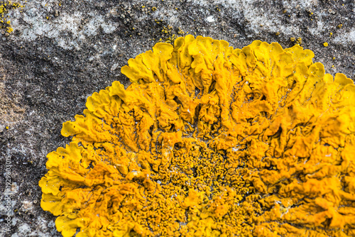 Wallpaper Mural Vibrant Yellow Xanthoria Lichen Texture on Stone Torontodigital.ca