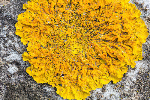 Wallpaper Mural Vibrant Yellow Xanthoria Lichen Texture on Stone Torontodigital.ca