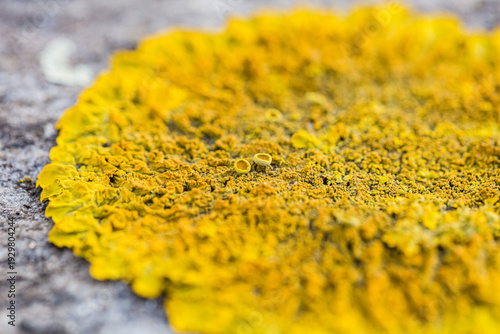 Wallpaper Mural Vibrant Yellow Xanthoria Lichen Texture on Stone Torontodigital.ca