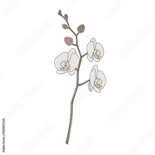 Elegant illustration of a white orchid flower with buds on a stem, isolated on white.