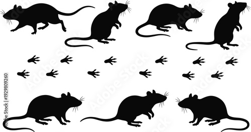 Vector set of black rat silhouettes, mouse animal collection in different poses with paw prints isolated on white for pest control nature design