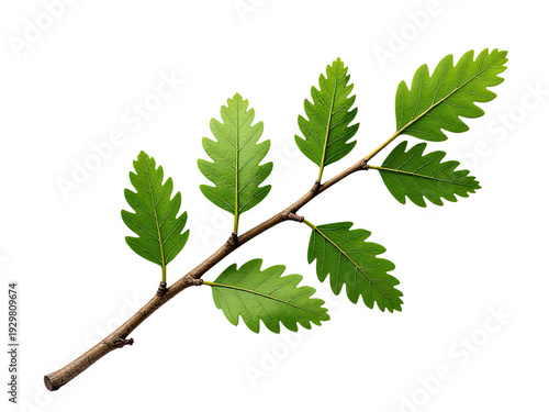 A natural scene featuring a green leafy tree branch