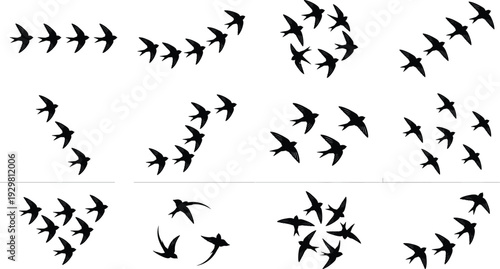 Set of flocking swallow bird silhouettes in various flight formations isolated on white background for nature design elements wildlife vector illustration graphic collection