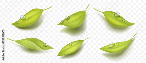 Set of realistic green leaves with water drops isolated on transparent background. Fresh natural vector elements with soft shadow for eco branding, cosmetic, organic and nature design.