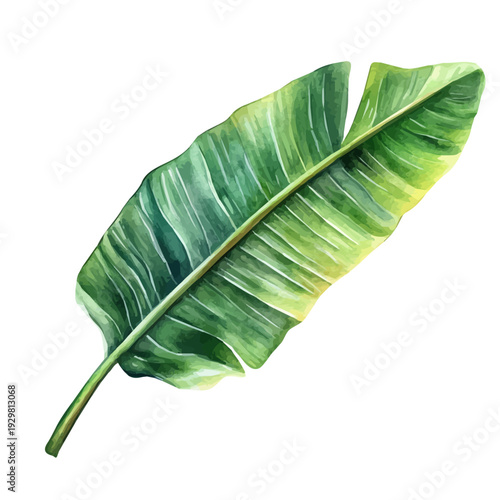 Plantain Leaf, watercolor vector depicting playful antics, isolated on a white background.
