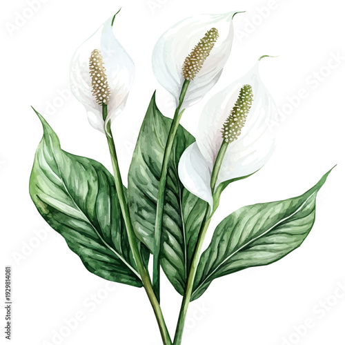 Peace Lily, watercolor illustration featuring soft shadows and luminous, isolated on a white background.