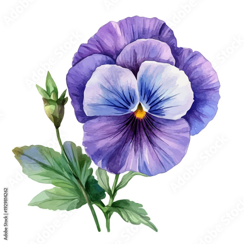 Pansy Flower, watercolor clipart showing delicate textures and whimsical forms, isolated on a white background.