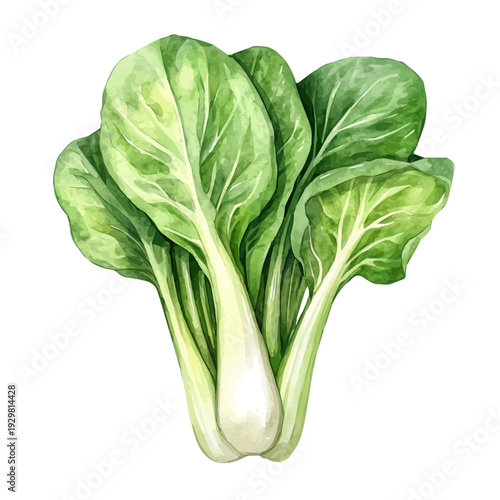 Pak Choi, watercolor painting with colorful accents, isolated on a white background.