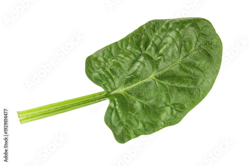 One fresh spinach leaf isolated on white background