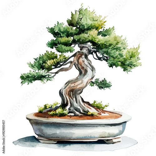 Mediterranean Cypress Bonsai, watercolor illustration featuring soft shadows and luminous, isolated on a white background.