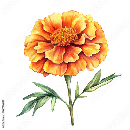 Marigold Flower, watercolor illustration featuring soft shadows and luminous, isolated on a white background.