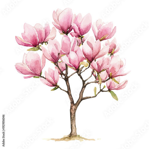 Magnolia Tree, watercolor illustration featuring soft shadows and luminous, isolated on a white background.