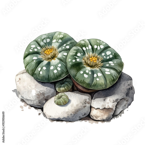 Lithops, watercolor illustration featuring soft shadows and luminous, isolated on a white background.