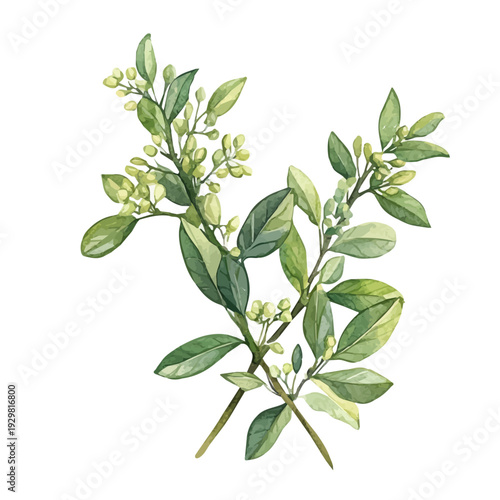 Licorice Plant High Quality, watercolor illustration featuring soft shadows and luminous, isolated on a white background.