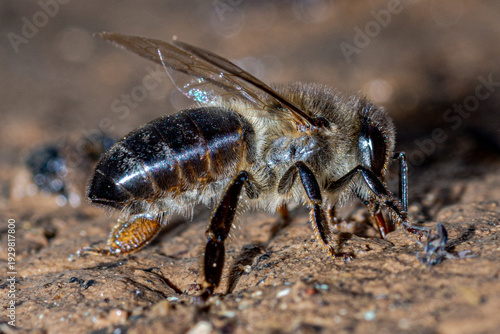 Photos abeille