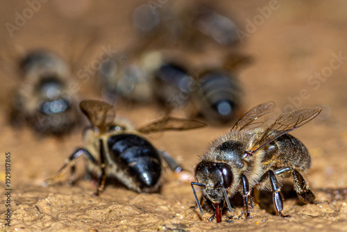 Photos abeille