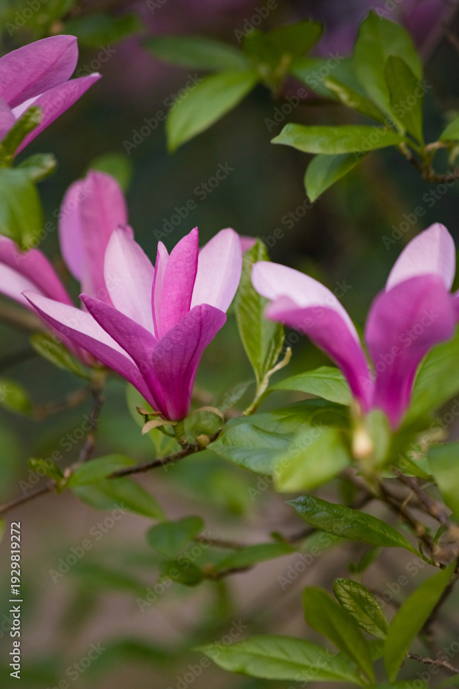 Obraz premium Vibrant pink Magnolia liliiflora blooming at the Center for Biological Diversity Conservation in Powsin. Elegant spring floral background with bright purple petals and green leaves. Vertical shot.