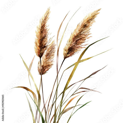 Reed High Quality, watercolor illustration featuring soft shadows and luminous, isolated on a white background.