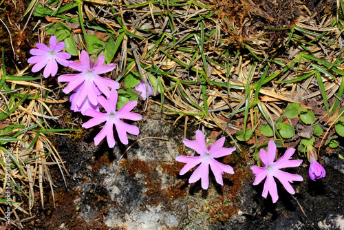 Photos fiori vistosi da una piantina piccolissima (Primula minima)