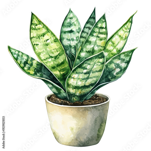 Rattlesnake Plant High Quality, watercolor illustration featuring soft shadows and luminous, isolated on a white background.