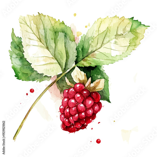 Raspberry Leaf High Quality, watercolor illustration featuring soft shadows and luminous, isolated on a white background.