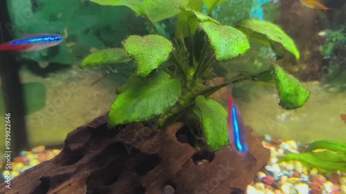 Colorful fish swim in a bright aquarium with lush green plants