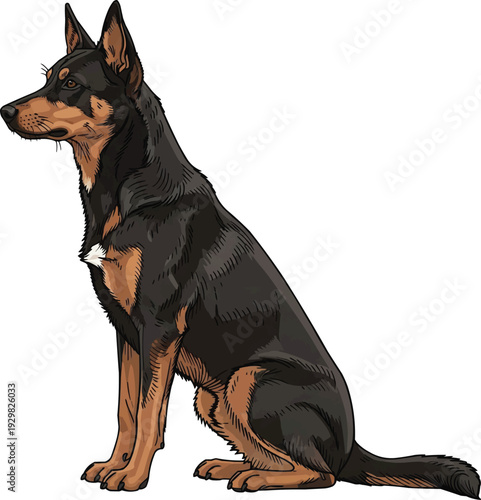 Working Kelpie dog sitting side profile looking away illustration