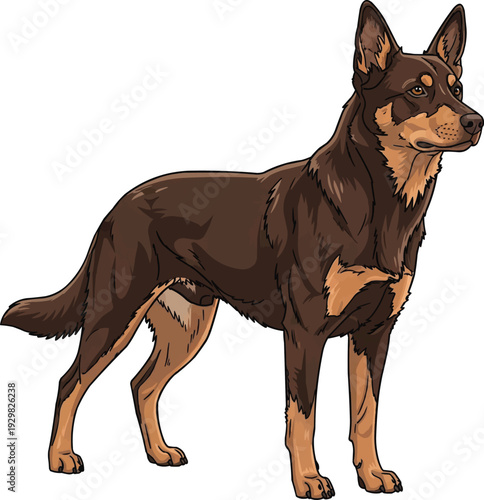Working Kelpie dog standing alert focused looking away illustration