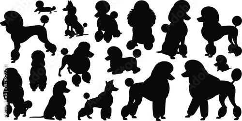 Collection of black poodle dog silhouettes in various elegant poses including standing, sitting, and grooming styles, cad drawing flat vector illustration.