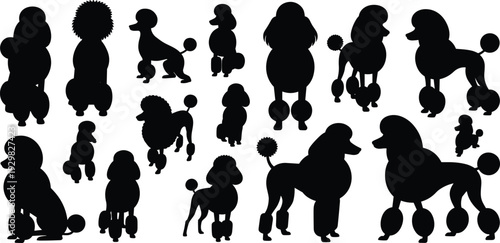 Comprehensive collection of black poodle silhouettes in various grooming styles and elegant poses for pet lovers, cad drawing flat vector illustration.