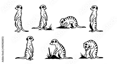 Collection of Meerkat Poses in Black and White Illustration.