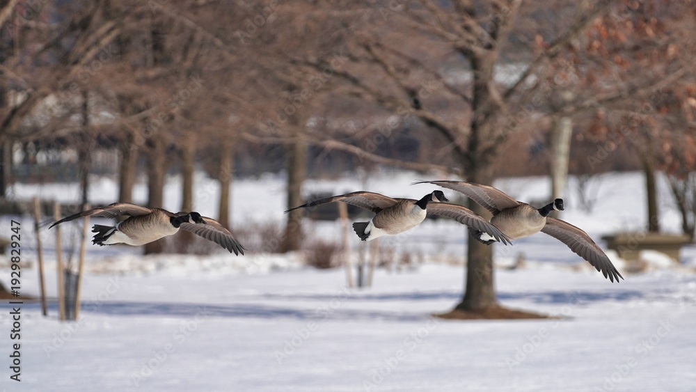 Fototapeta premium Canada geese in flight in a snow-covered park.