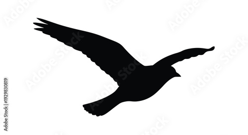 A striking black silhouette of a bird in mid flight wings outstretched capturing a moment of avian grace silhouette