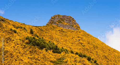 Spring on the isle of Madeira; mountain slope colored yellow by flowering broom (Cytisus scoparius) bushes
