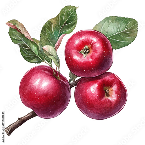 Apple Picking Fall Orchard, watercolor drawing vector, isolated on a white background.