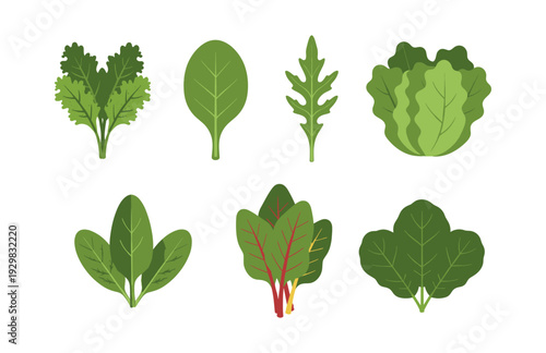 Green leafy vegetables set. Growing fresh salad ingredients like spinach, kale, lettuce, arugula, and chard illustration