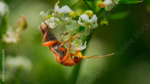 Soldier beetle clinging to dedicate white flowers in macro closeup